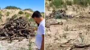 В Каракалпакстане обнаружено крупное захоронение останков собак и ослов